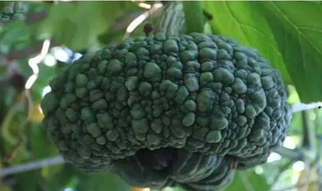 "文明"的背后竟是惯犯?