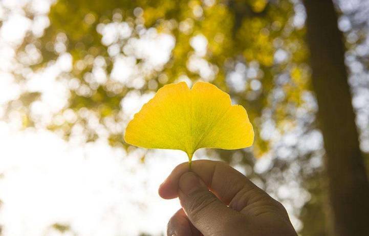 秋风吻尽银杏叶 邂逅至美银杏林_手机搜狐网