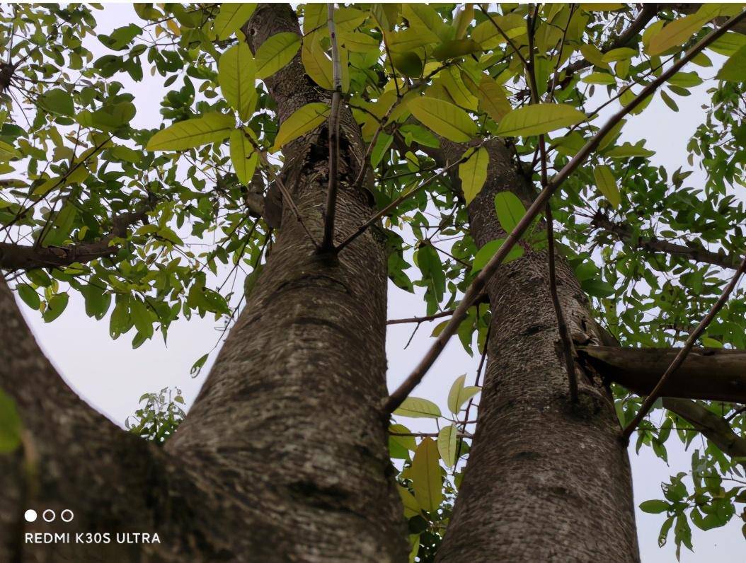7档帧率变速旗舰redmik30s至尊纪念版首发测评