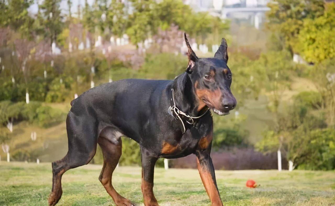 这8类忠犬,为了保护主人可以不要命有你家狗狗吗_马里努阿