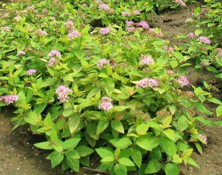 从北美引进的金山绣线菊看起来真的像一座座金山吗