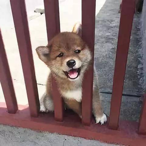 感觉能表现一千种内心的波澜~ 真是越看越觉得神奇……这个表情实在是