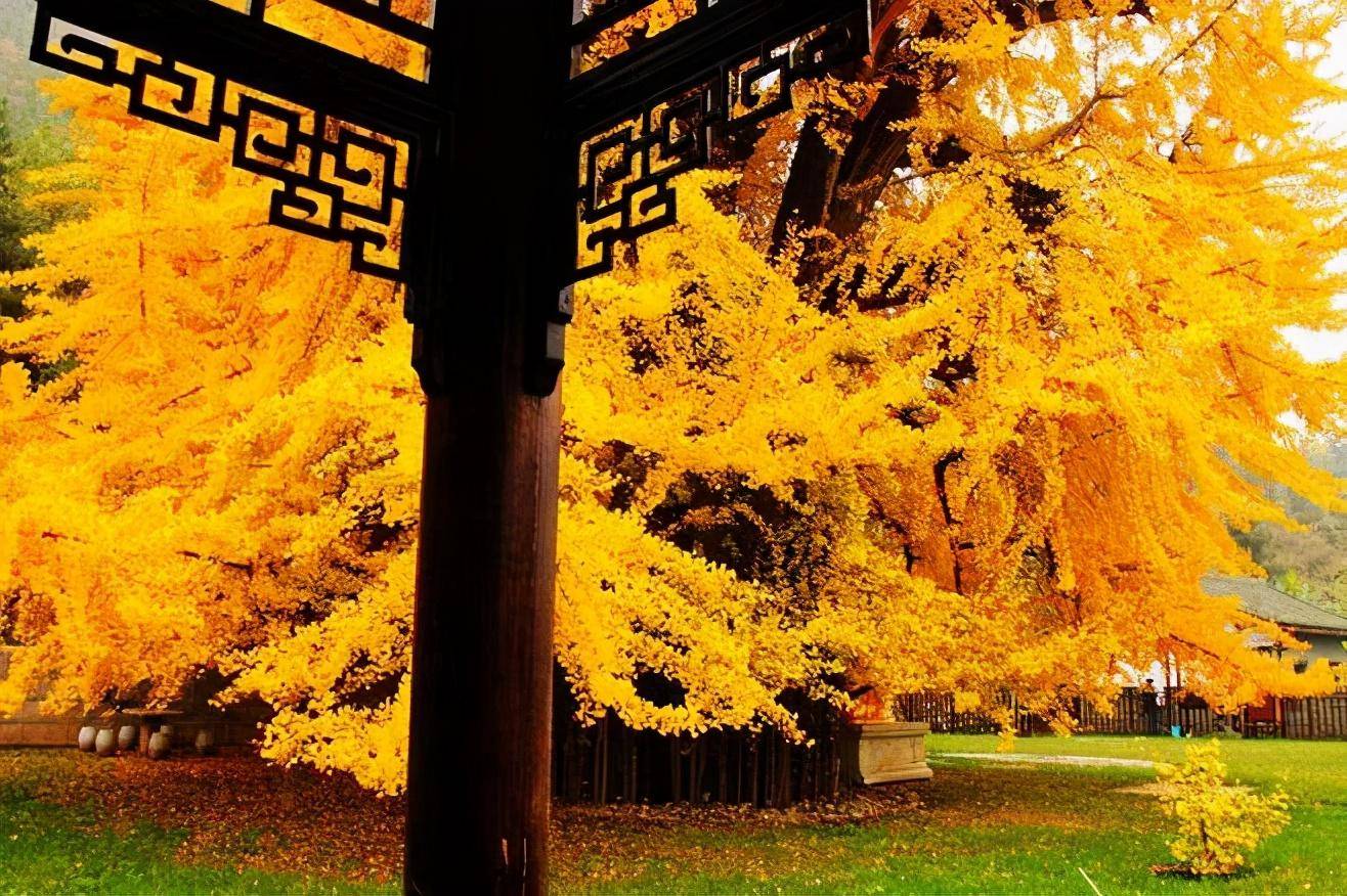 西安千年银杏进入观赏期,外网刷屏的古树开放线上预约了!