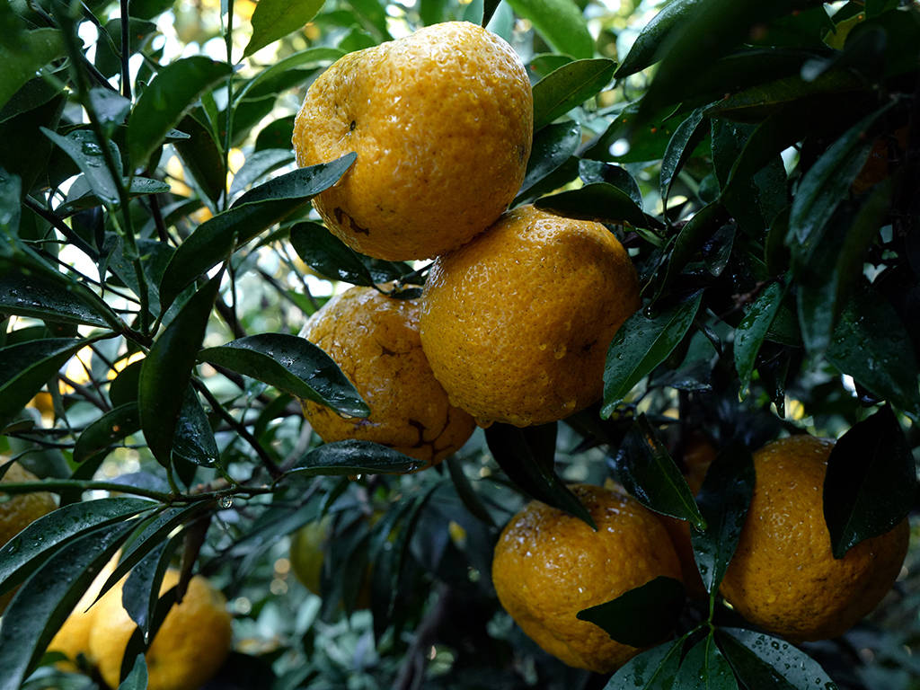干仓陈放,专人打理,经过二十三年的自然陈化,成就一片片岁月陈香.