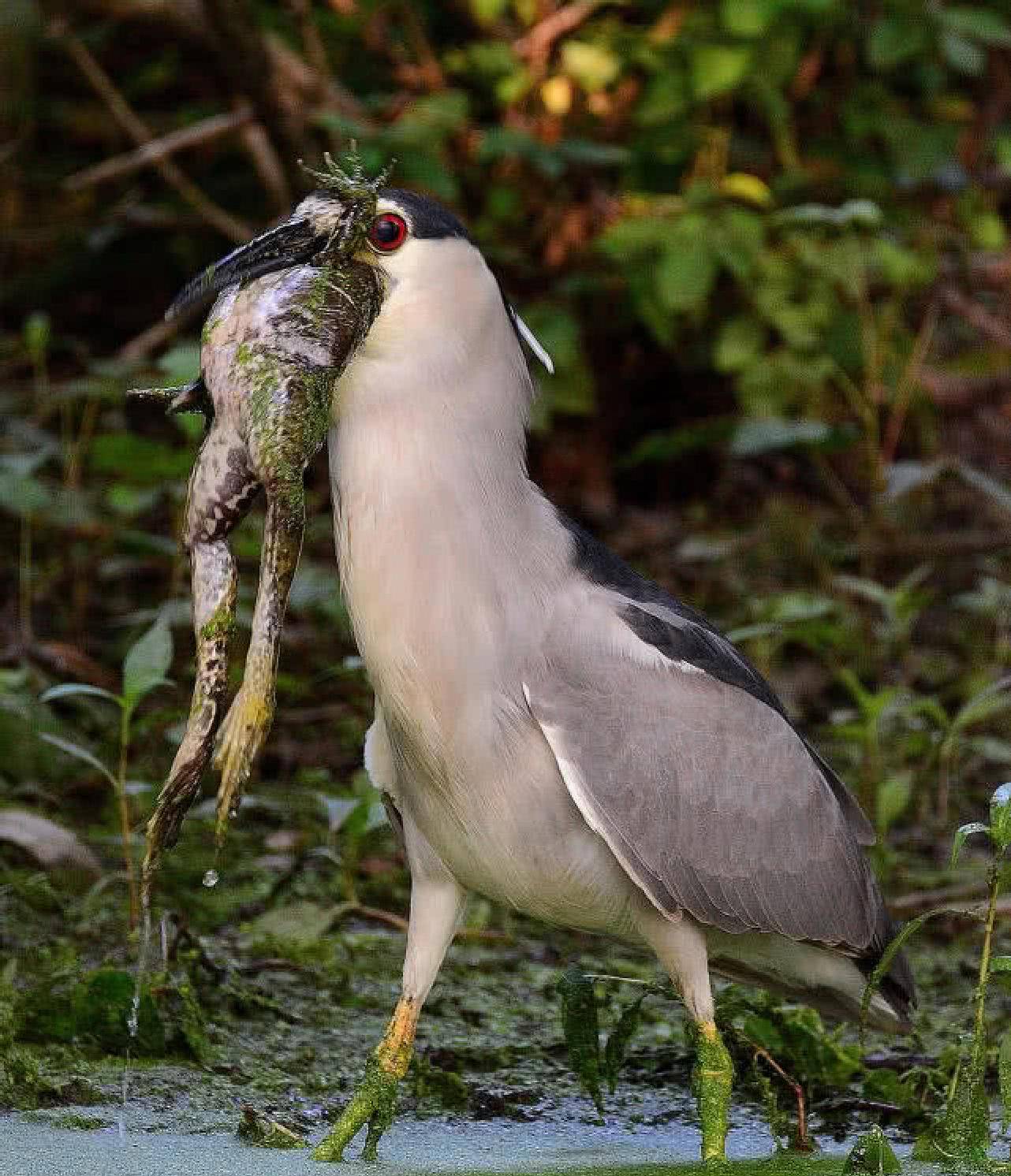 水鸟大口吞吃牛蛙却没想被牛蛙腿卡住