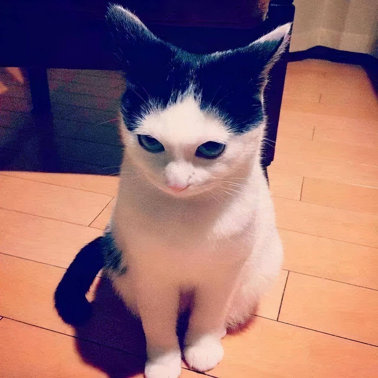 有刘海的猫咪,也太太太太可爱了吧!这颜值完全不亚于正八脸猫