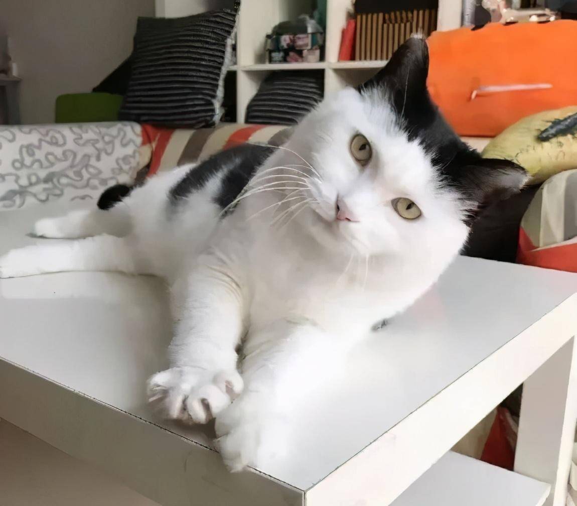 原创有刘海的猫咪也太太太太可爱了吧这颜值完全不亚于正八脸猫