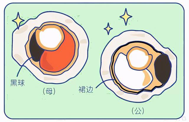 扇贝解剖图结构图图片