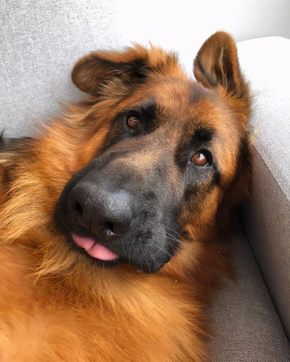 五,大狗会更温顺大狗,是比较让人害怕的,但大狗