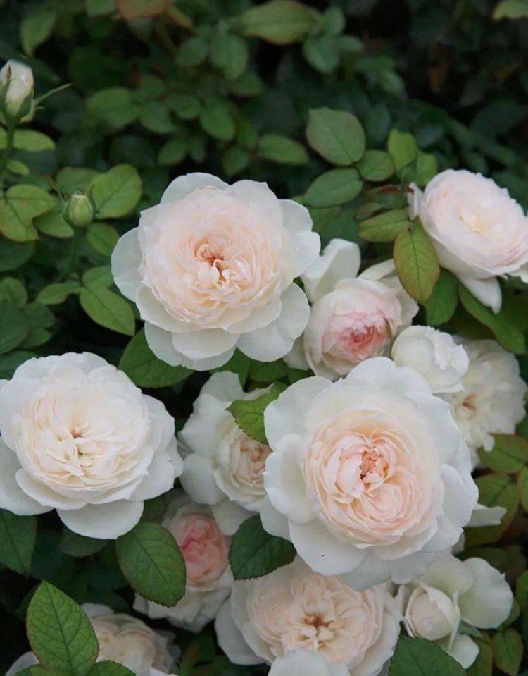 比香水还的花,四季开花不停,漂亮又好养,满室飘香,是盆栽佳品_波莱罗