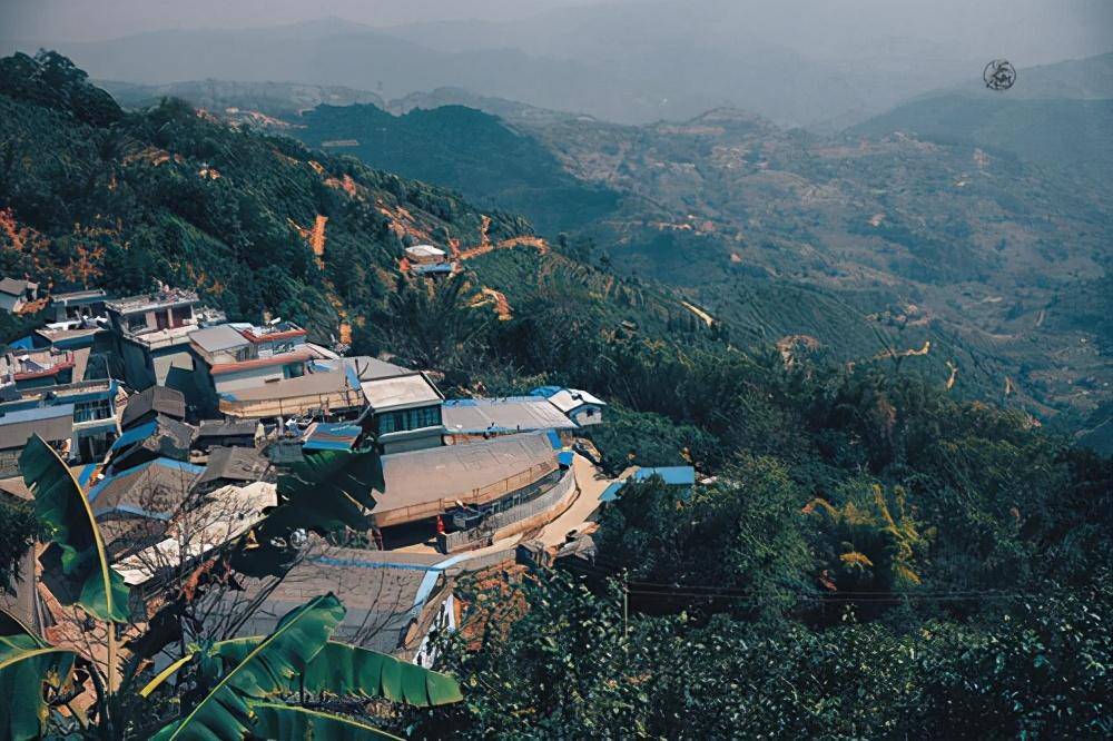 临沧茶区十大代表古树茶是哪些产地在哪口感特点怎么样