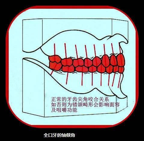 我们在了解什么是错颌畸形之前,我们应该知道什么是正常的牙颌.