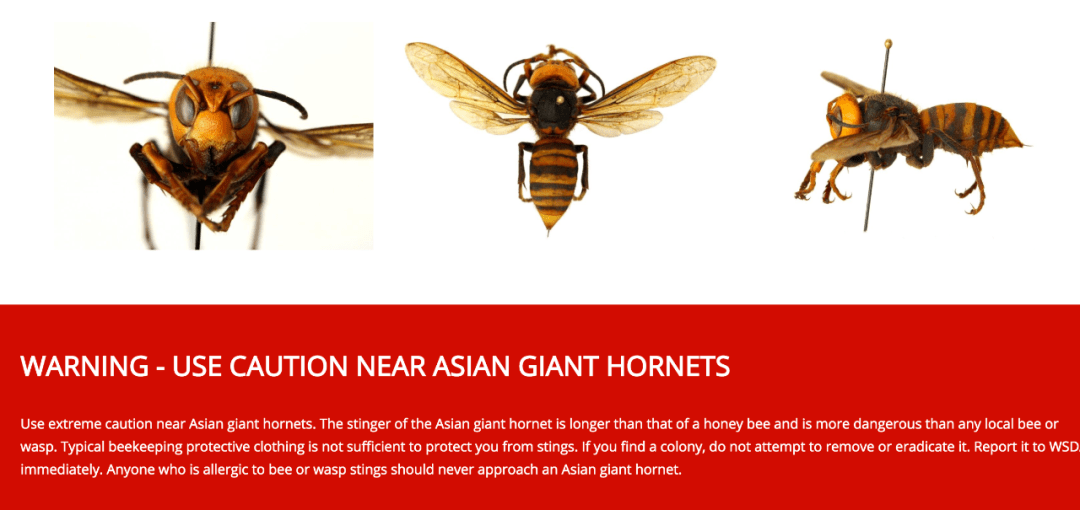 原创它上过央视致富经却成了许多美国人的噩梦