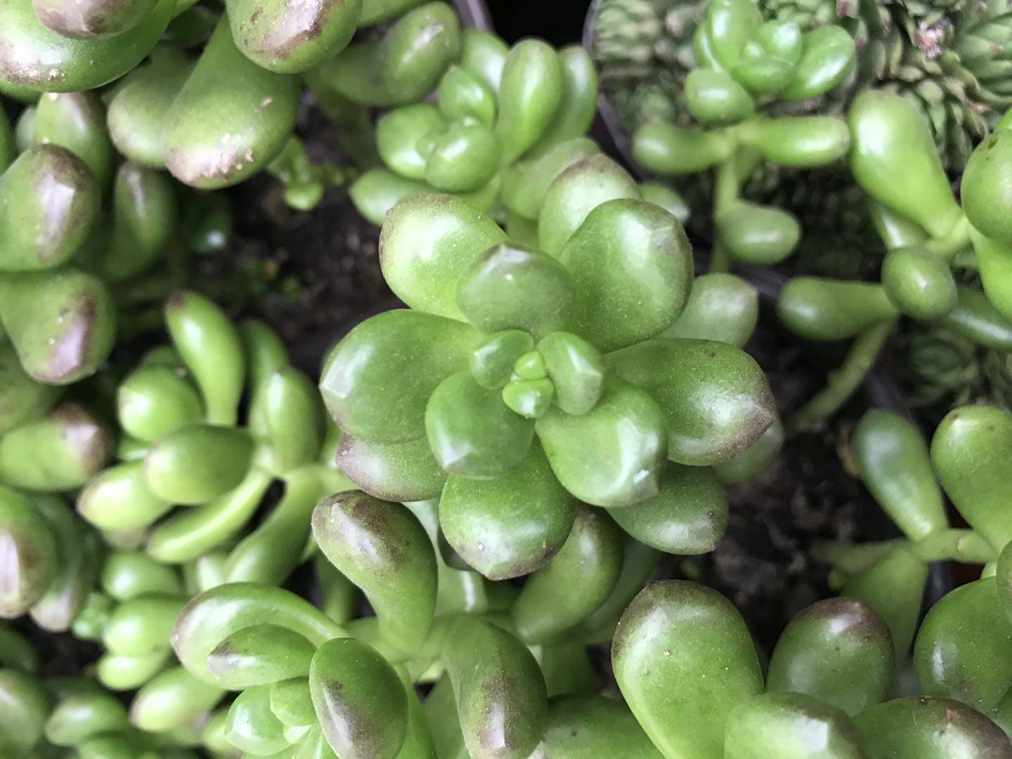 丸叶松绿的脆嫩