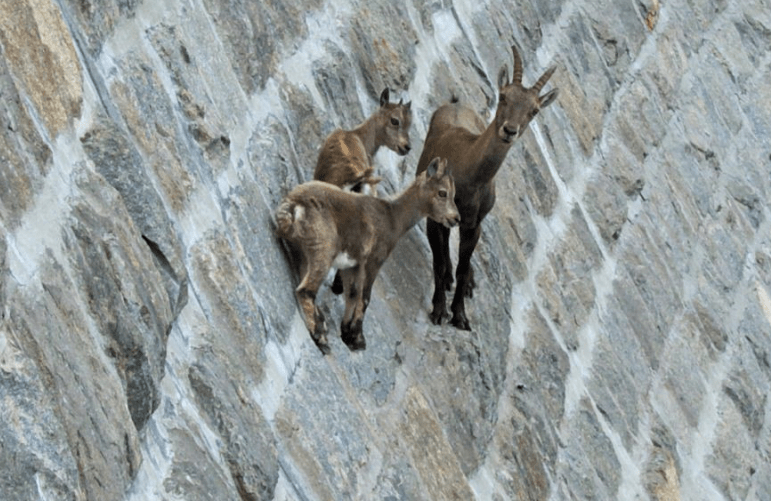 功夫山羊?这种羊能在悬崖峭壁上来去自如,犹如练就轻功令人称奇.