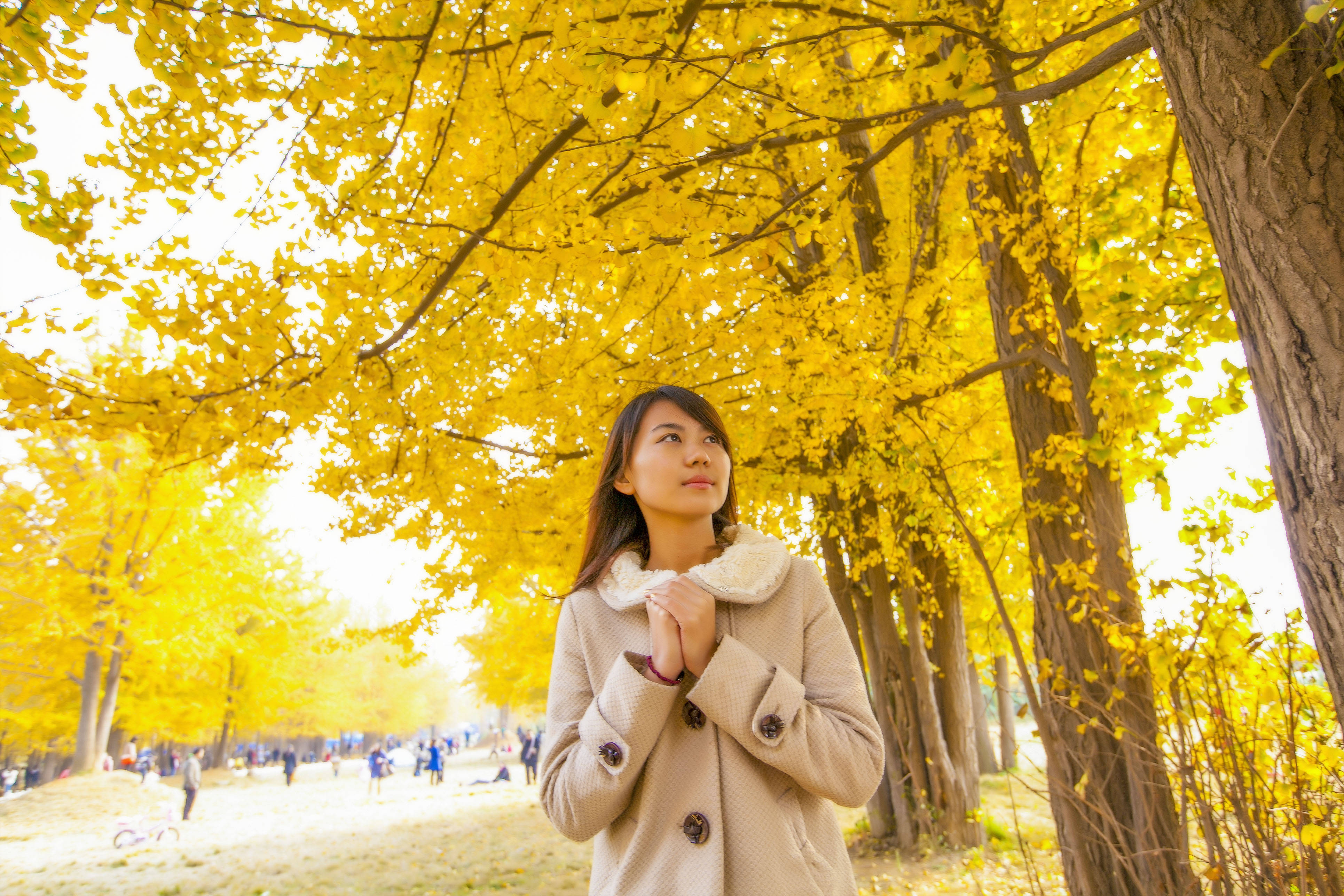 秋日的美好银杏是主角羲之故里美景美女定格在黄色靓丽画卷