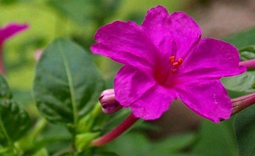 以前在农村里常见的一种花,此花名叫"地雷花,殊不知还很珍贵