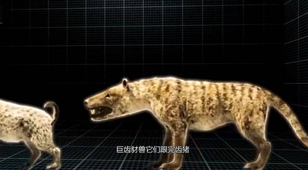 完齿猪它们生存于始新世晚期至渐新世晚期,接近1000万年的时间,也是