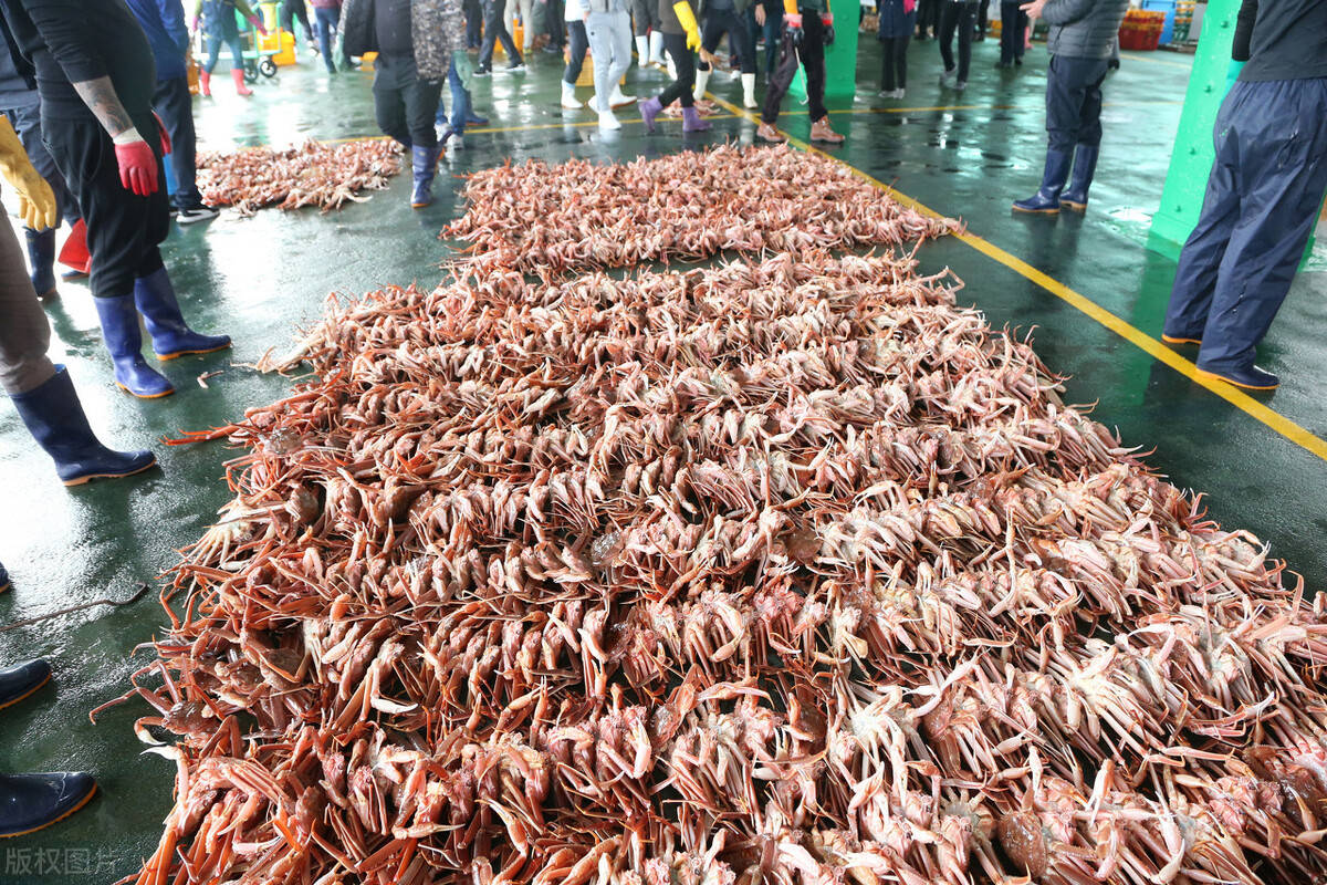 美味霸屏韩国雪蟹秋季上市肉质晶莹剔透吃货们有口福了