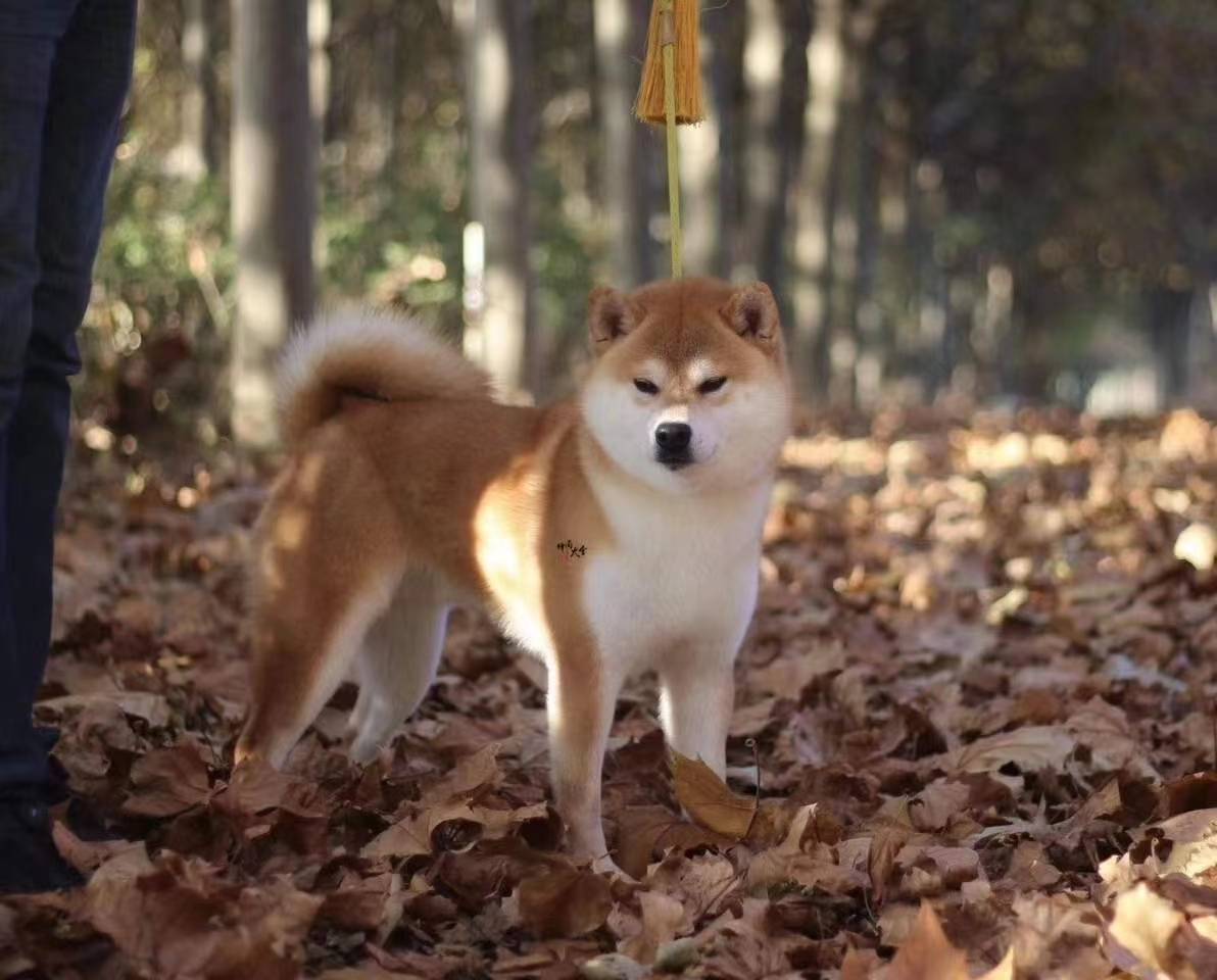 纯种柴犬有哪些特征,纯种柴犬体态标准.