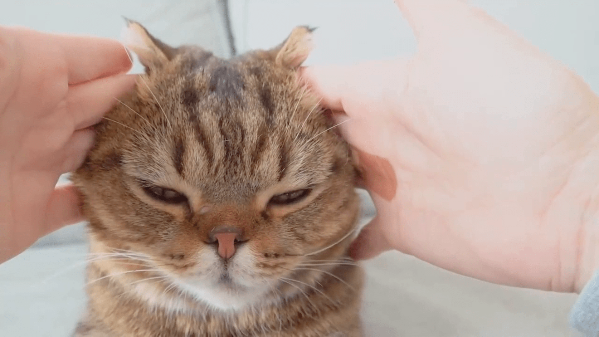 小猫咪刚打扮好就被主人各种捏脸全程不高兴