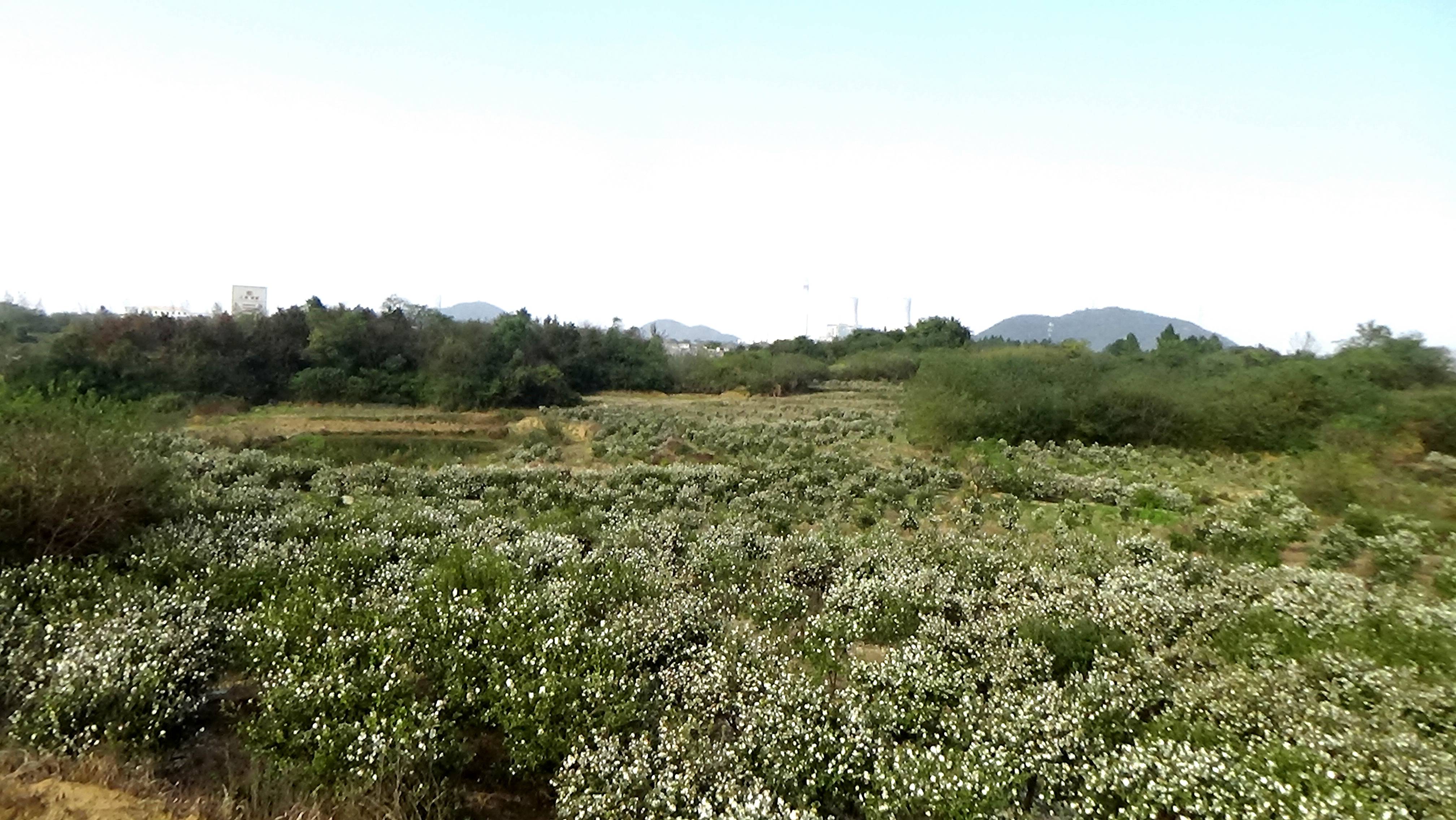 湖口縣流泗鎮油茶基地600畝油茶樹茶花盛開-搜狐大視野-搜狐新聞