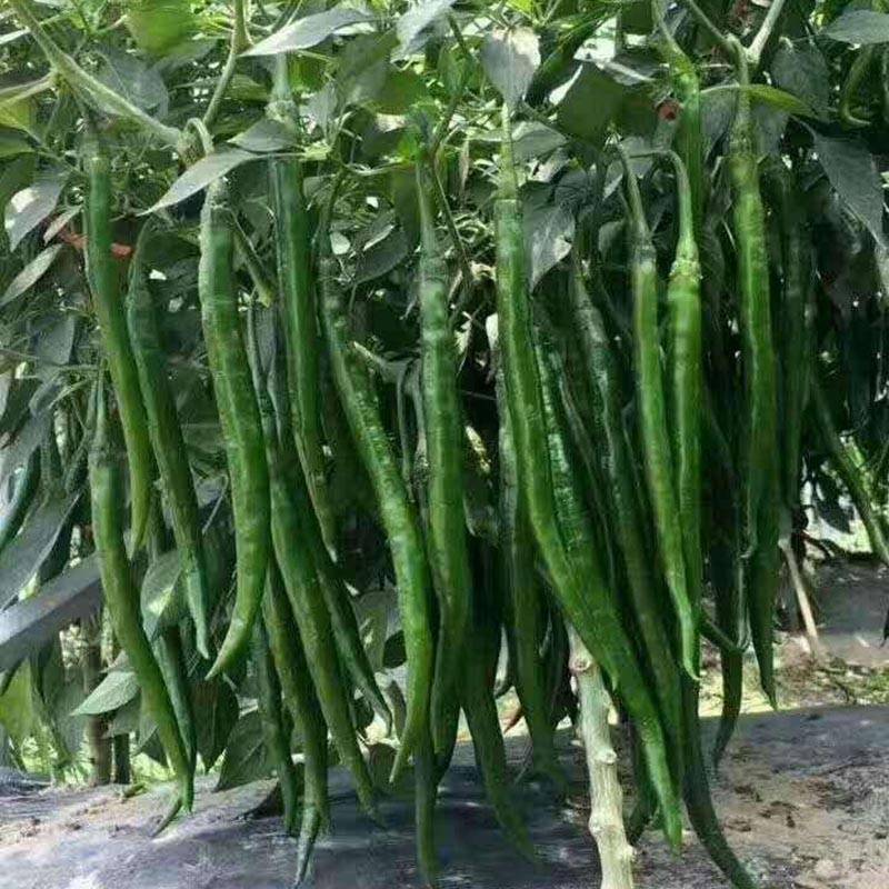 同乐黑线椒深受椒农欢迎