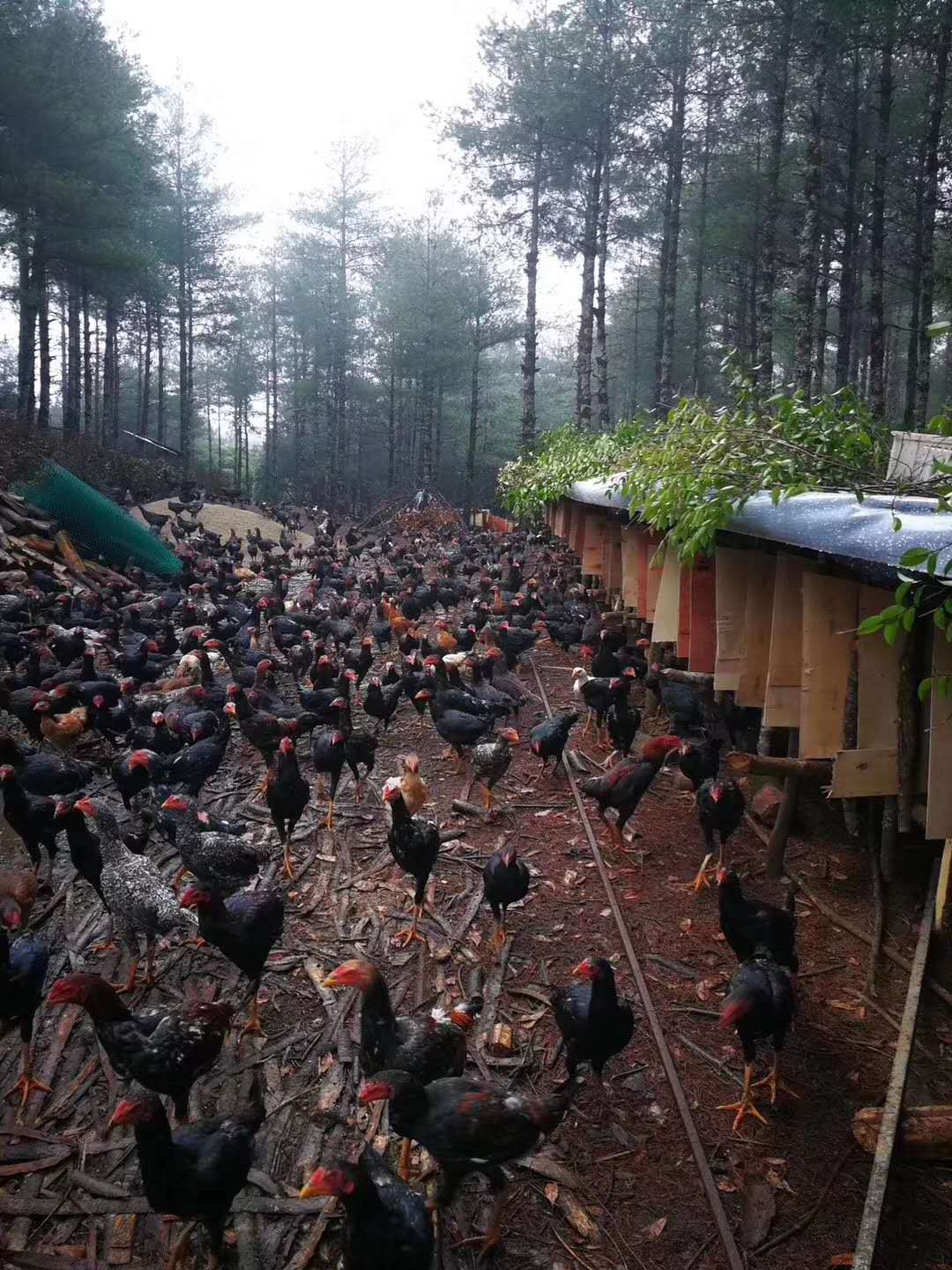 吃货们又发现了一种美食;云南的斗鸡竟然可以这么好吃
