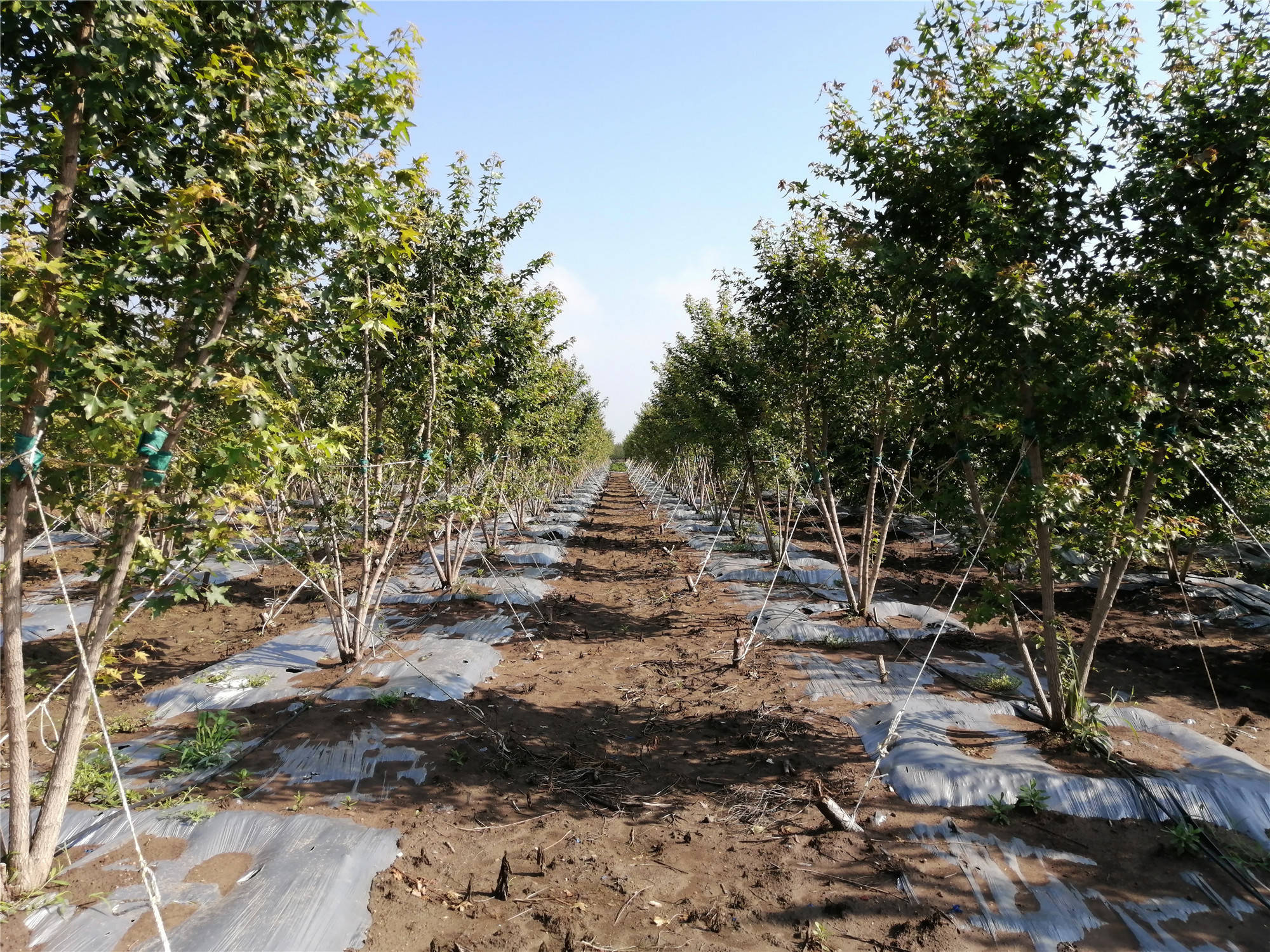 丛生元宝枫:独木成林,观赏价值高!