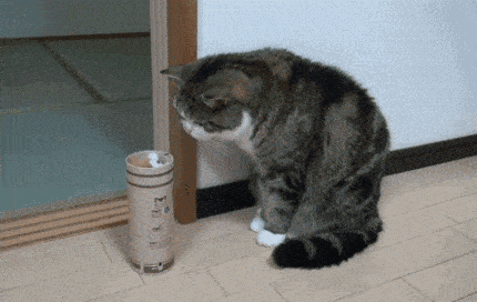 土狗看到主人落水,立刻冲到水里救主