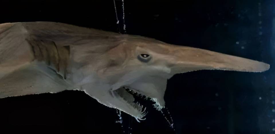 深海惊魂剑吻鲨图片