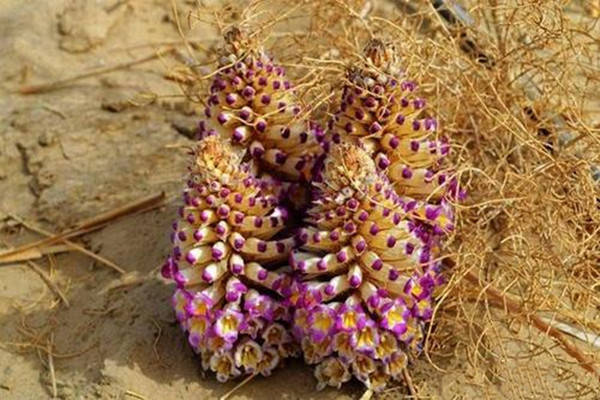 内蒙古自治区特产,肉苁蓉又名苁蓉,大芸,是一种寄生在沙漠植物梭梭