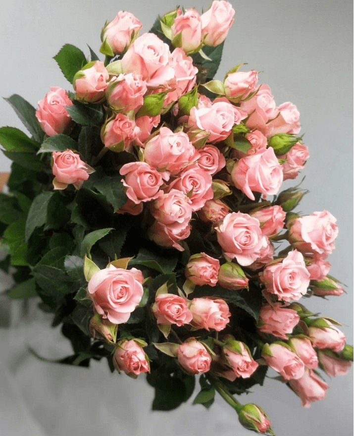 多头玫合集 | 因为值得,所以美丽!