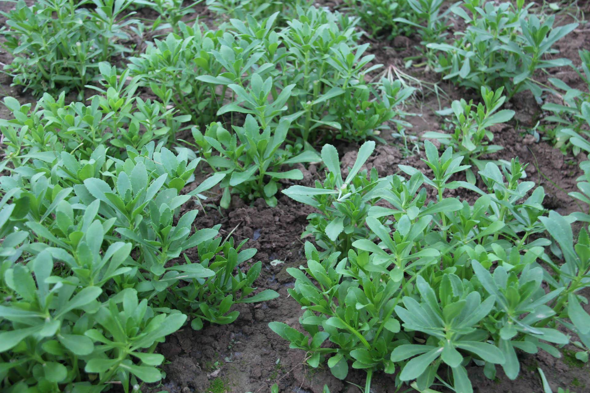 这种野草名叫"救心菜",多生于农村的山坡林下或小溪边,主要分布在我国