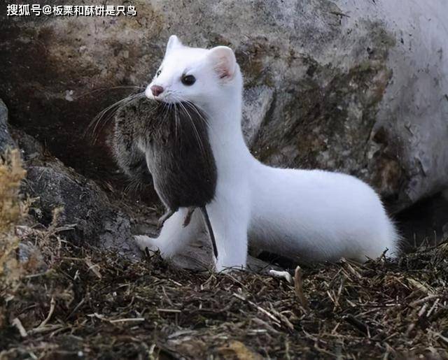 一年两套皮毛,体型柔软苗条,鼬科动物优秀猎手却喜欢吃老鼠脑子_黄鼠狼