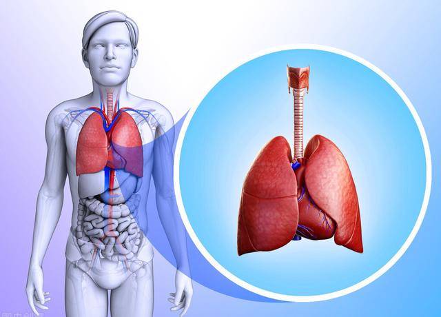 肺部位置图片图片