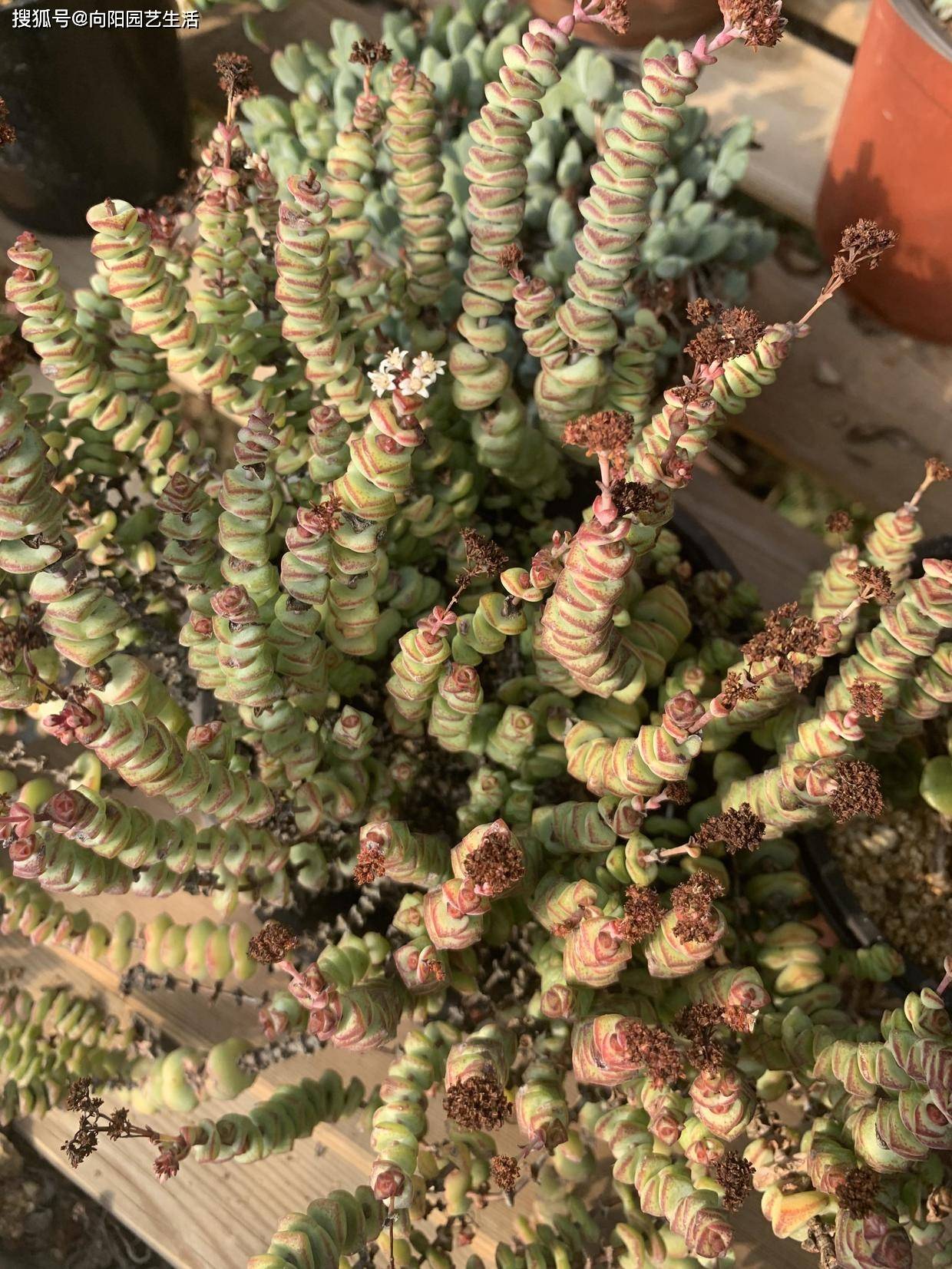 4年的大钱串长成小老桩花盆都长不开了年年开小白花