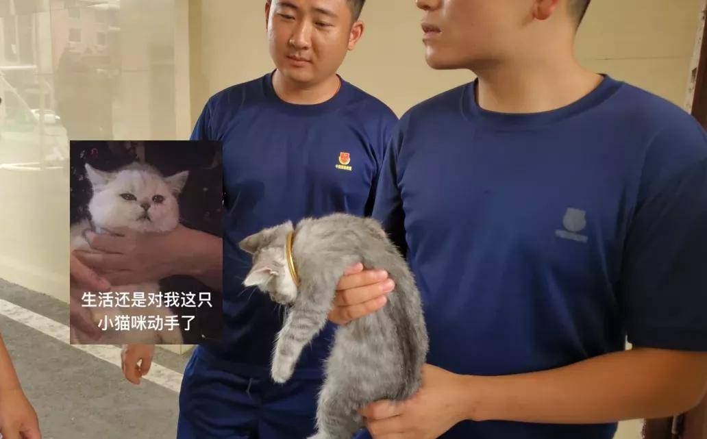 保貓還是保鐲子？小貓咪被3萬的金鐲子卡住腦袋……
