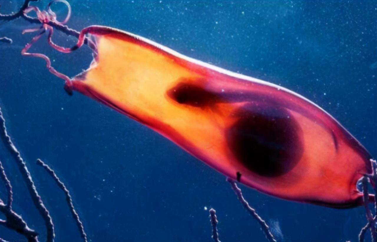 鲨鱼鳍脚是什么为什么让雌鲨痛苦不已最终选择无性繁殖