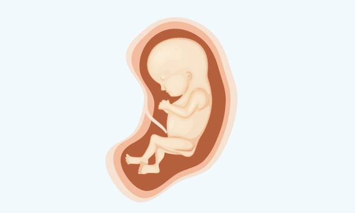 怀胎十月胎儿发育全过程图解,快看看宝宝长成什么样了!