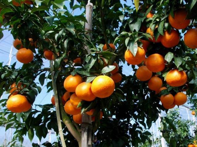 别称:红美人原产地:日本,南香×天草杂交繁育果子大