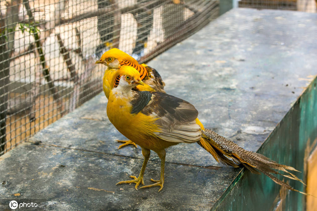 郑州动物园引进黄腹锦鸡,"金鸡"通体金黄颜值高