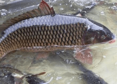 山西发布:这些活鲤鱼兽药残留超5倍多,另一处的鲤鱼更是吃不得