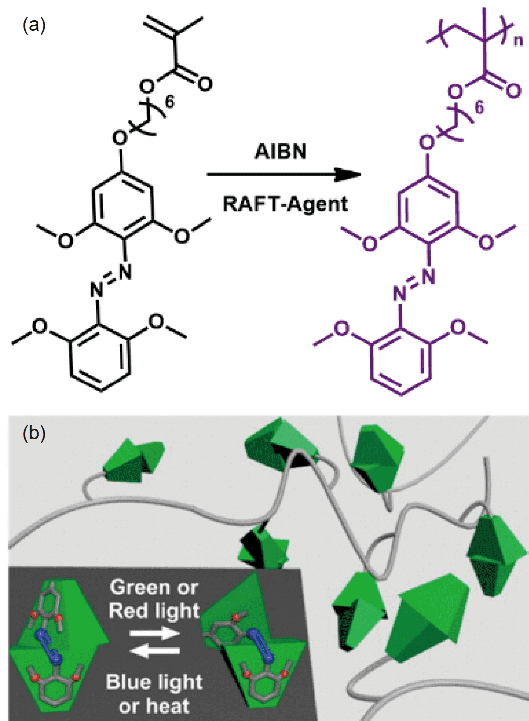 图6,(a)pmazo的raft溶液聚合;(b)pmazo的顺反异构化.