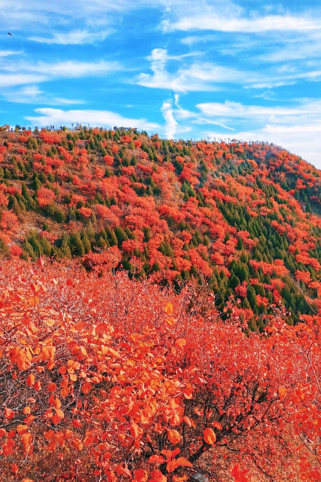 北京新晋网红山,秋天漫山红成一片,蔚为壮观,目前还不要门票_手机搜狐