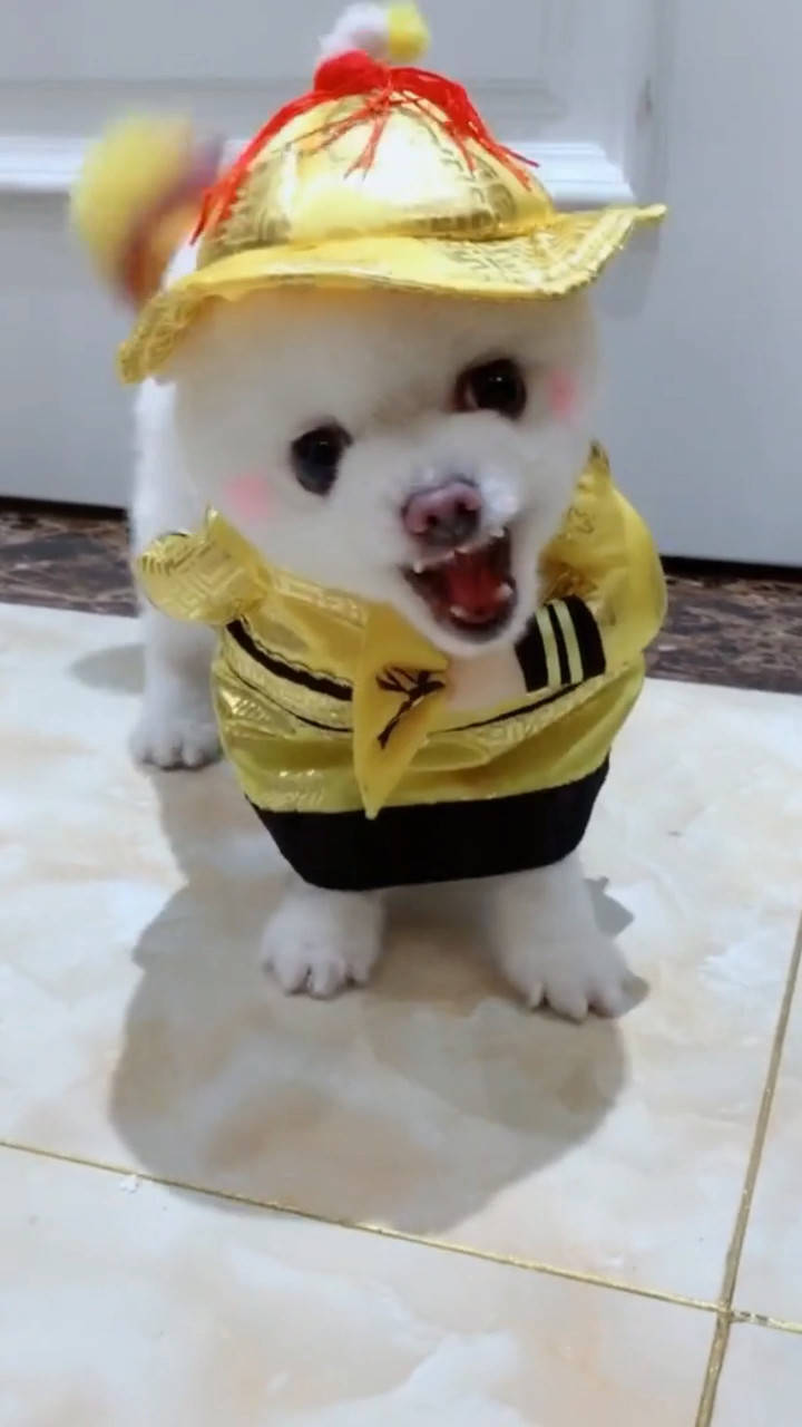 狗狗穿上龙袍正式登基称帝后竟对铲屎官颐指气使