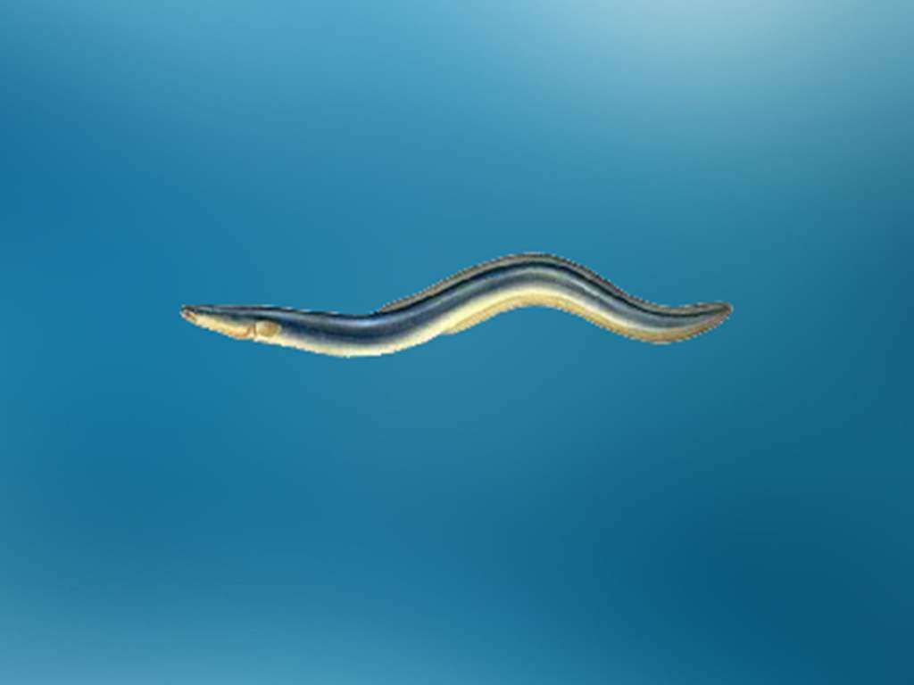 看着都痛,蛇鳗被苍鹭吞下,飞行中蛇鳗从肚内打孔钻出还四处张望