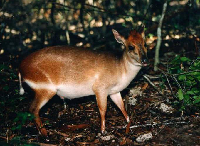 为什么人类一般只吃食草动物的肉不吃老虎的肉