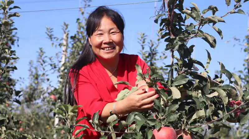 白水县秋林苹果专业合作社理事长林秋芳