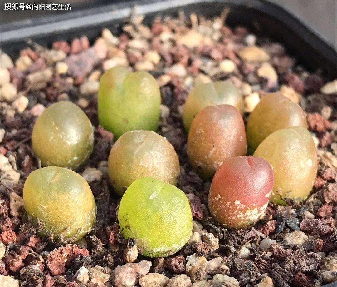 毛汉尼怎么养总是养不好经常化水配土基质土才能得好